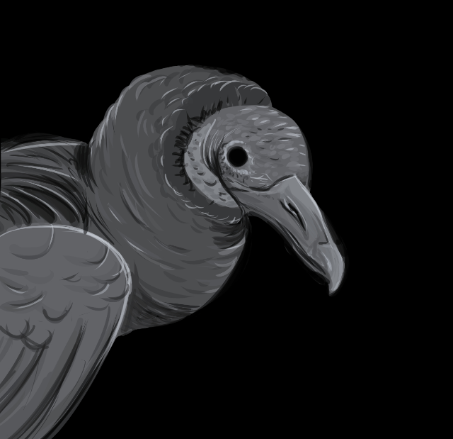A grayscale digital drawing of a black vulture (Coragyps atratus) A grayscale digital drawing of a black vulture (Coragyps atratus)